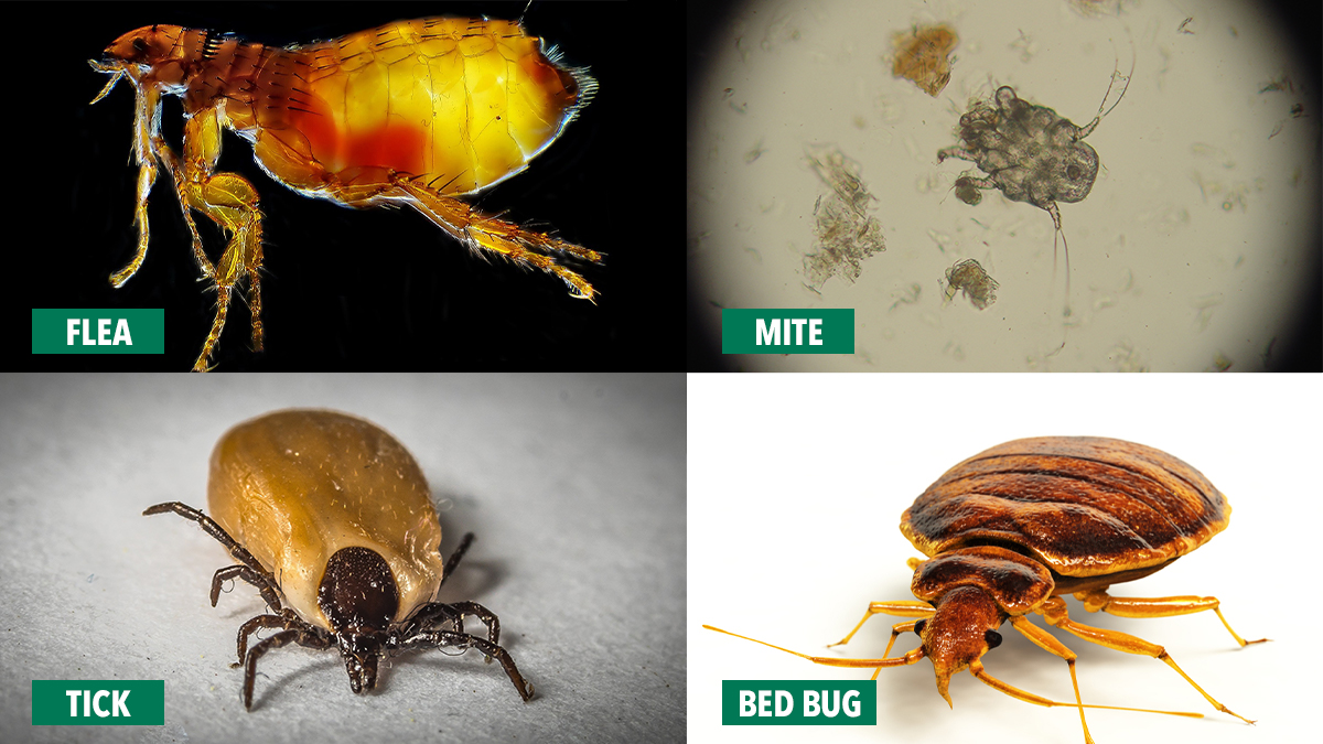 tick-mite-flea-bedbug-comparison tick-mite-flea-bedbug-comparison